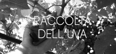 BABY PLANNER ITALIA: LA RACCOLTA DELL'UVA!