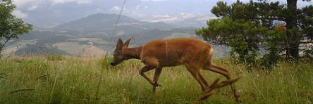 Wild-Trek: il capriolo e le tracce del cervo