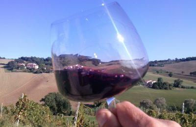 Il Ponticello - Winetrekking nelle Colline di Monteciccardo!