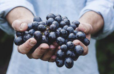 Il Ponticello - Dall’uva al vino: vendemmiamo, pestiamo l’uva e degustiamo!!!