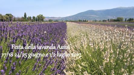 Festa della lavanda Assisi 2017
