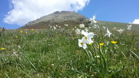 Escursione tra le fioriture del Monte Catria
