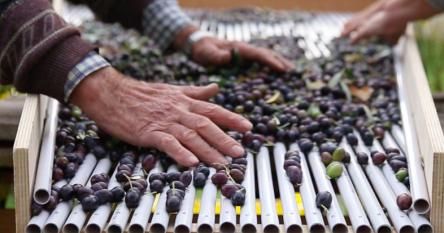 Marche WOW: Dalle olive all'olio