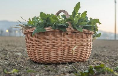 Il Ponticello -  Erbe di campo per insalate: riconoscimento, raccolta, assaggio!