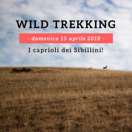 Wild-Trekking: avvistamento fauna dei Sibillini!