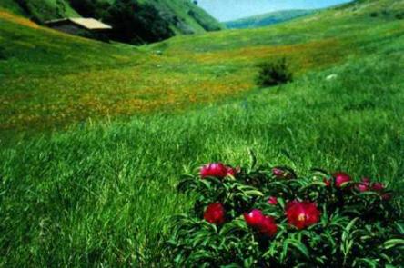 La fioritura della montagna di Torricchio