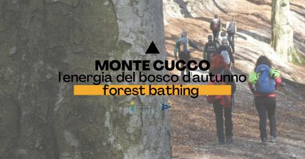 Monte Cucco ? Forest Bathing | L'energia del bosco d'Autunno