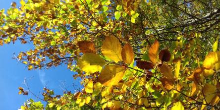 Immersi nei colori dell'autunno dei boschi della Valle della Scurosa
