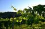 Il Ponticello - Wine Trekking nel Parco: la Volpe e l’Uva, il fototrappolaggio!