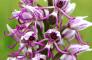 Il Ponticello - Ritorno ai Sibillini: fioriture d’incanto, le Orchidee del parco