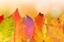 Il Ponticello - Fotografica: foliage e colori d’autunno al Bosco di Tecchie!