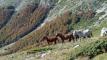 La Montagna Dell’Efre e i cavalli bradi dei monti Sibillini