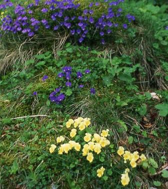 La Festa del Fungo Spignolo e del Monte Catria a Frontone La Festa del Fungo Spignolo e del Monte Catria a Frontone