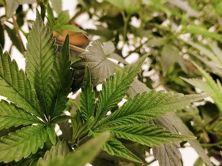 Scoprire i benefici dell'Erba Legale per la depressione e l'ansia Scoprire i benefici dell'Erba Legale per la depressione e l'ansia