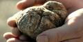Le Feste del Tartufo nelle Marche