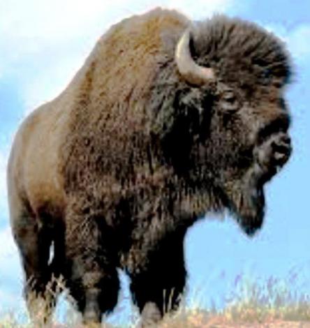 ATTENZIONE!!! GRIGLIATE CON DEGUSTAZIONE DI CARNI LOCALI E CANGURO, KOBE, CAVALLO, BISONTE AMERICANO