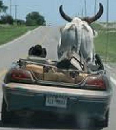 Canguro, Bisonte, Manzo tipo Kobe, Manzetta di Angus, Lumache, Rane e Piatti tradizionali Locali