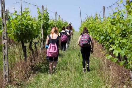 Le colline del rosso Conero e picnic a Portonovo