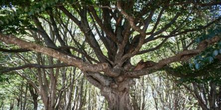 Da Elcito a Canfaito nel foliage autunnale