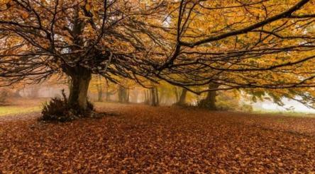 Faggeta Canfaito & Borgo Elcito