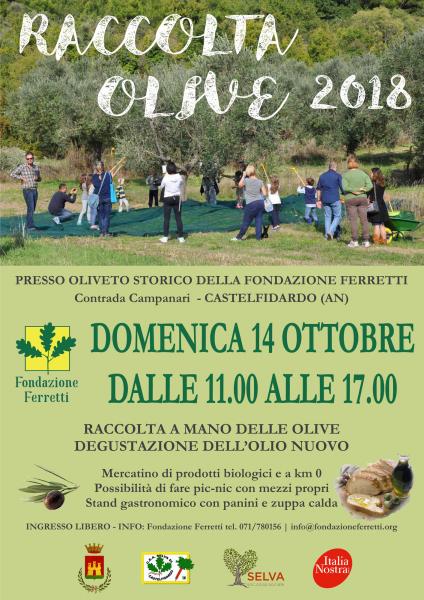 RACCOLTA OLIVE 2018