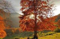 Foliage a Monte Igno