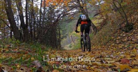 La magia del bosco