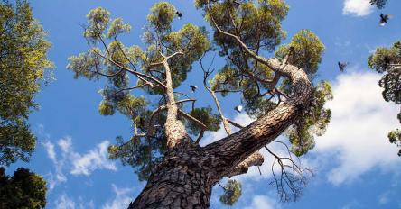 LE CAMPAGNE LEOPARDIANE DA VILLA KOCH A SANTA CROCE CON PICNIC