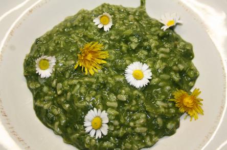 Erbe di campo: colte e mangiate!