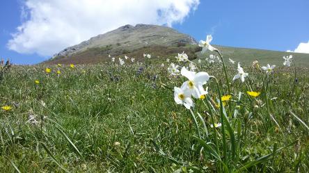 Primo Maggio tra le fioriture del Monte Catria
