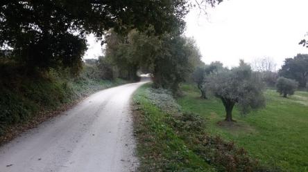Da Scapezzano a Roncitelli lungo la via dell'olio