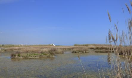 Passeggiata e birdwatching alla scoperta della Sentina