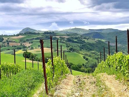 Sulle strade del vino verso Cantine Aperte