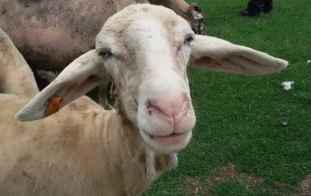 La TransuPanza III Edizione