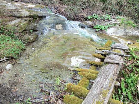 Escursione al Rio Vallone e anello delle Carbonaie + Sagra dei Funghi