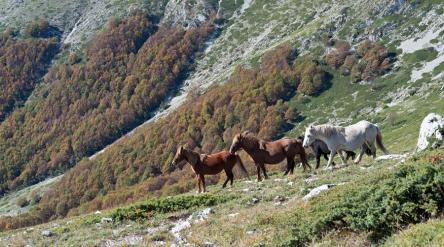 La montagna dell’Efre e I cavalli bradi dei Sibillini