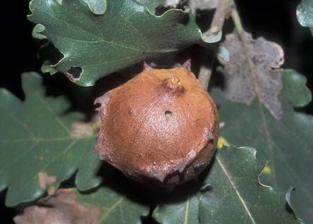 Erbe spontanee: tra magia e tradizione per la Notte Romantica