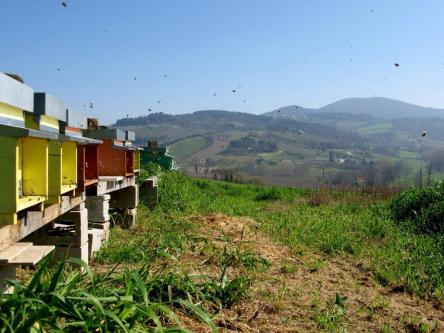 Conero: il Rio Boranico e la vita da Ape