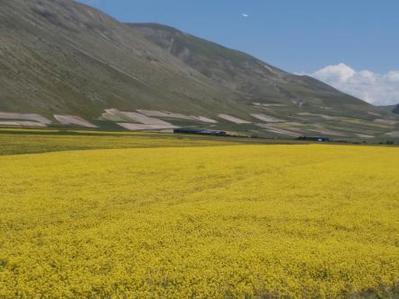 Trekking fotografico della Fiorita di Castelluccio di Norcia