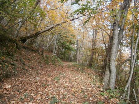 Raccolta di castagne sul Monte Ascensione con la Sagra a Capradosso