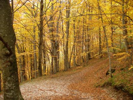 I colori del foliage all'Infernaccio e le castagne di Montemonaco