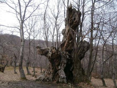 Il Bosco dei Giganti: escursione al Piantone di Nardo