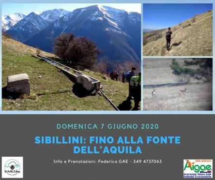 Sibillini: aquile e camosci