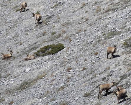 Anello del Monte Bove: nel Regno dei Camosci