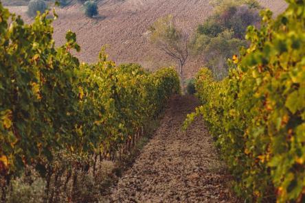 Senigallia Gourmet: dalla campagna al vino