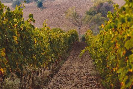 Senigallia Gourmet: dalla campagna al vino