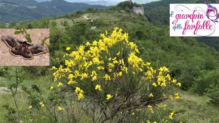 Cena al tramonto a Col di Pietra e Notte delle Falene
