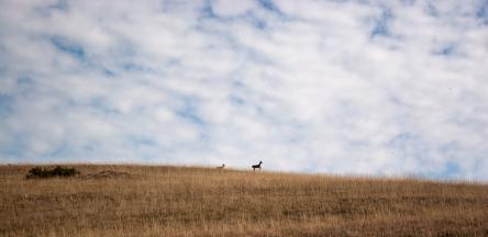 Wild Trekking: i CAPRIOLI visti da vicino