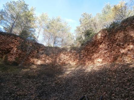 Sorpresa nel bosco di conifere: la 