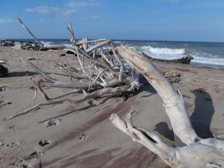 Tuffi nel mare della Riserva Sentina + V'vtella di Castorano